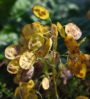 Honesty seed pods used to make Honesty handmade cards